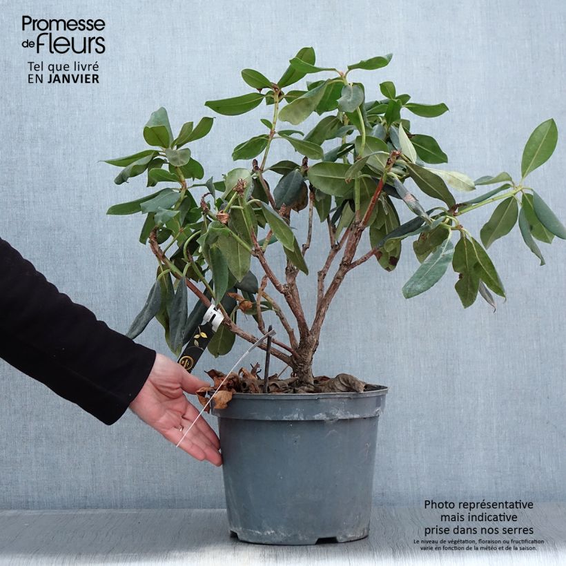 Rhododendron Gomer Waterer Vaso da 7,5L/10L esemplare consegnato in inverno