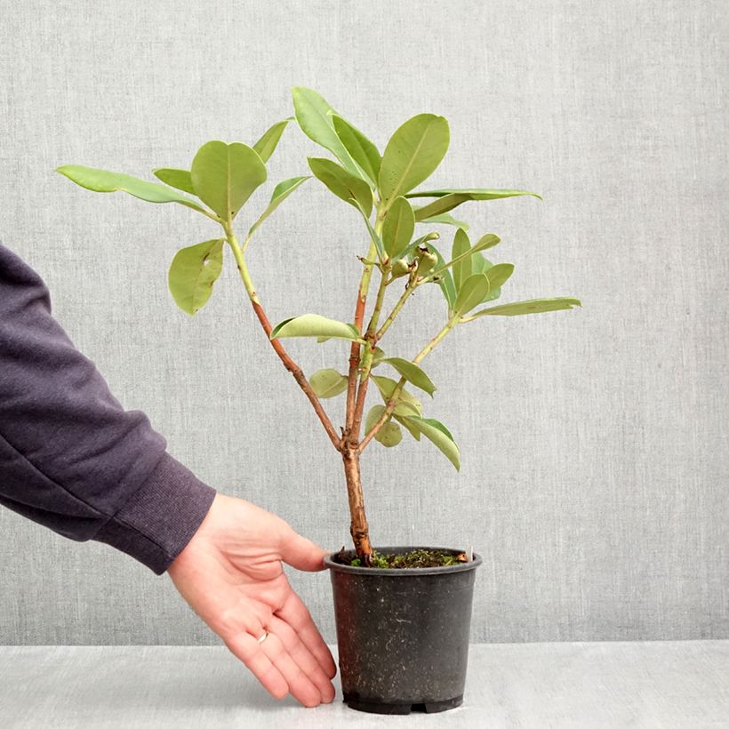 Esemplare di Rhododendron Gomer Waterer Vaso da Ø 12 cm / 13 cm come consegnato in autunno