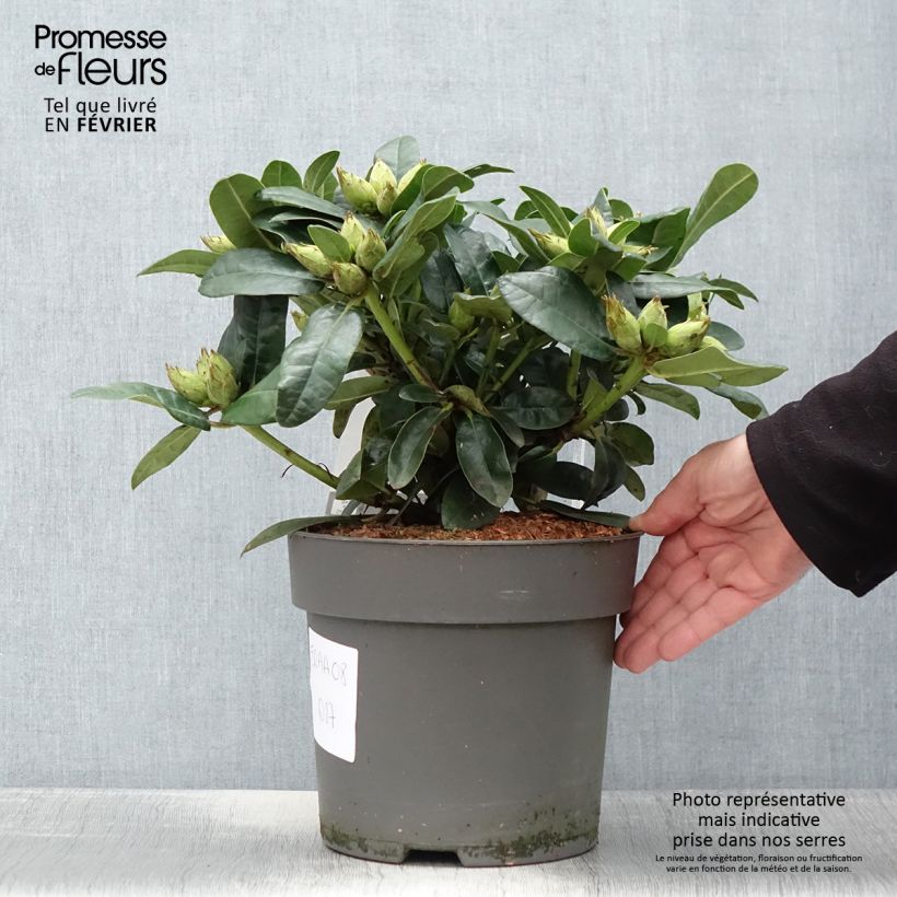 Rhododendron haematodes Lisetta Vaso da 6L/7L esemplare consegnato in inverno