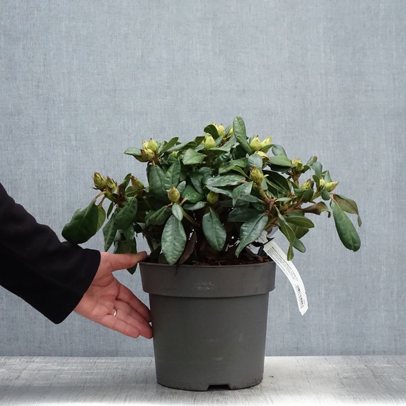 Rhododendron haematodes Lisetta Vaso da 6L/7L esemplare consegnato in primavera