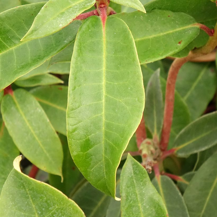 Rhododendron Halfdan Lem (Fogliame)