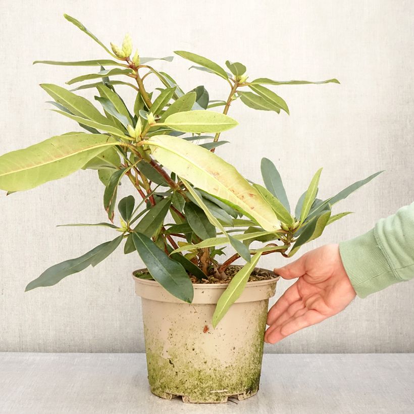 Rhododendron Halopeanum Vaso da 4L/5L esemplare consegnato in inverno