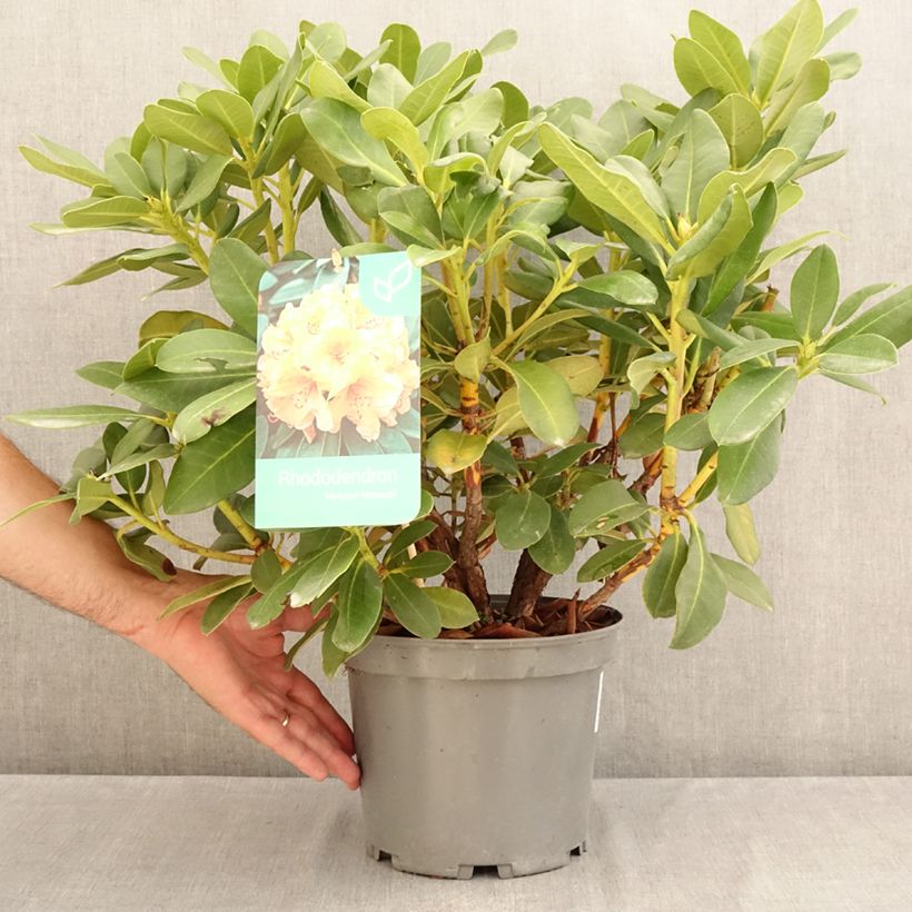 Esemplare di Rhododendron Horizon Monarch Vaso da 4L/5L consegnato in estate