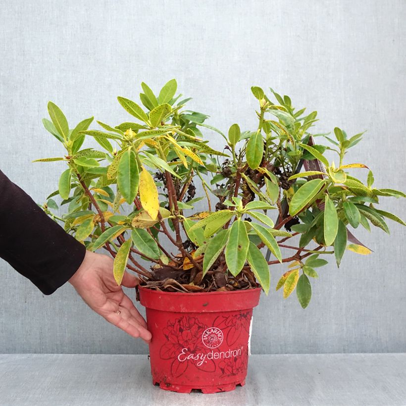 Esemplare di Rhododendron Easydendron INKARHO Belkanto Vaso da 4L/5L come consegnato in autunno
