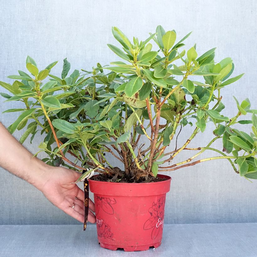 Esemplare di Rhododendron Easydendron INKARHO Belkanto Vaso da 4L/5L consegnato in estate