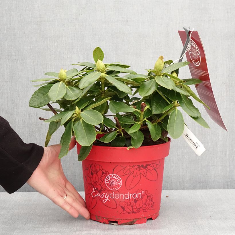 Rhododendron Easydendron INKARHO Belkanto Vaso da 4L/5L esemplare consegnato in inverno