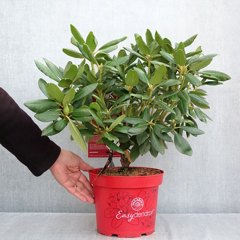 Esemplare di Rhododendron Easydendron INKARHO English Roseum Vaso da 4L/5L come consegnato in autunno
