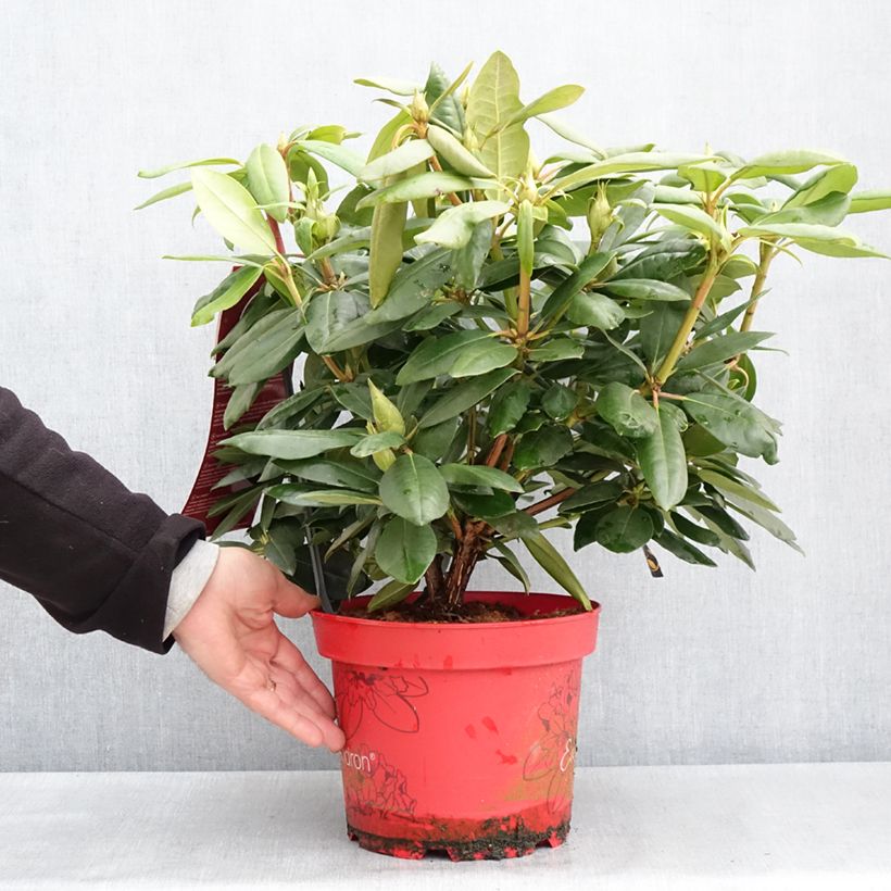 Rhododendron Easydendron INKARHO English Roseum Vaso da 4L/5L esemplare consegnato in primavera