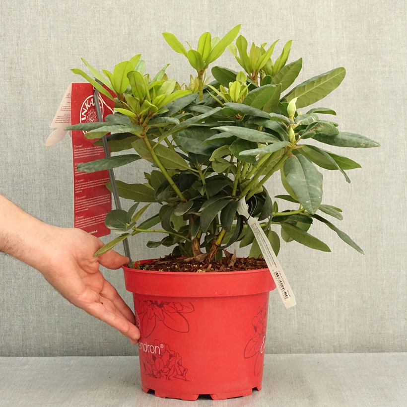 Esemplare di Rhododendron Easydendron INKARHO Grandiflorum Vaso da 4L/5L consegnato in estate