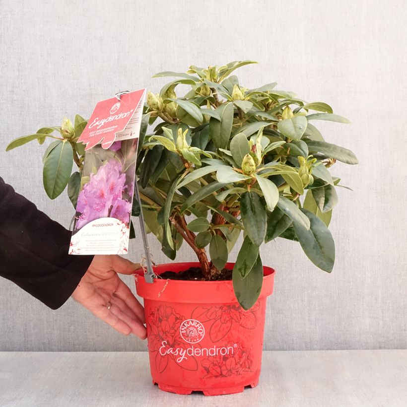 Rhododendron Easydendron INKARHO Grandiflorum Vaso da 4L/5L esemplare consegnato in primavera