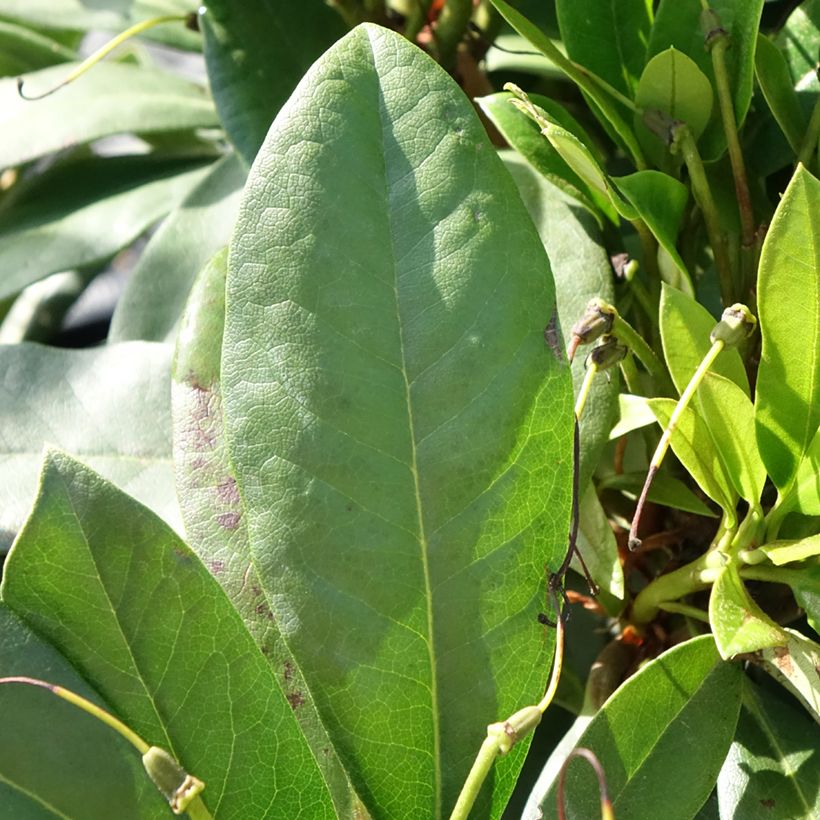 Rhododendron Easydendron INKARHO Orakel (Fogliame)