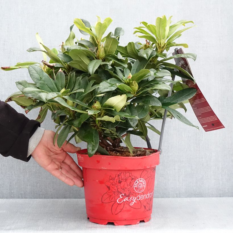 Rhododendron Easydendron INKARHO Orakel Vaso da 7,5L/10L esemplare consegnato in primavera