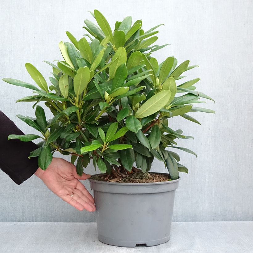 Esemplare di Rhododendron Easydendron INKARHO Orakel Vaso da 7,5L/10L come consegnato in autunno