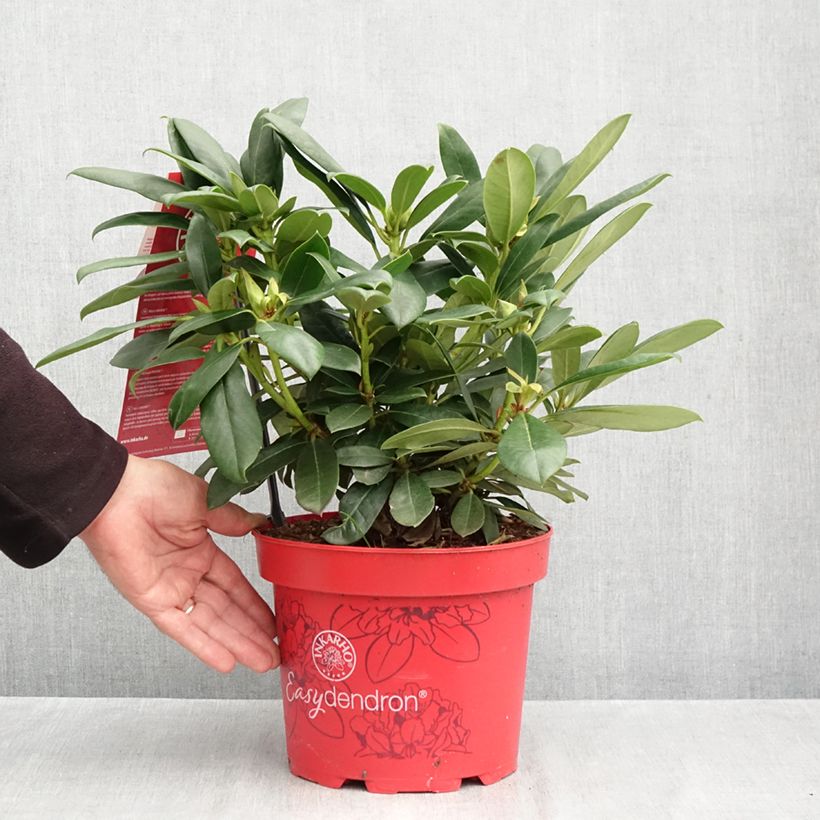 Esemplare di Rhododendron Easydendron INKARHO Pfauenauge Vaso da 4L/5L come consegnato in autunno
