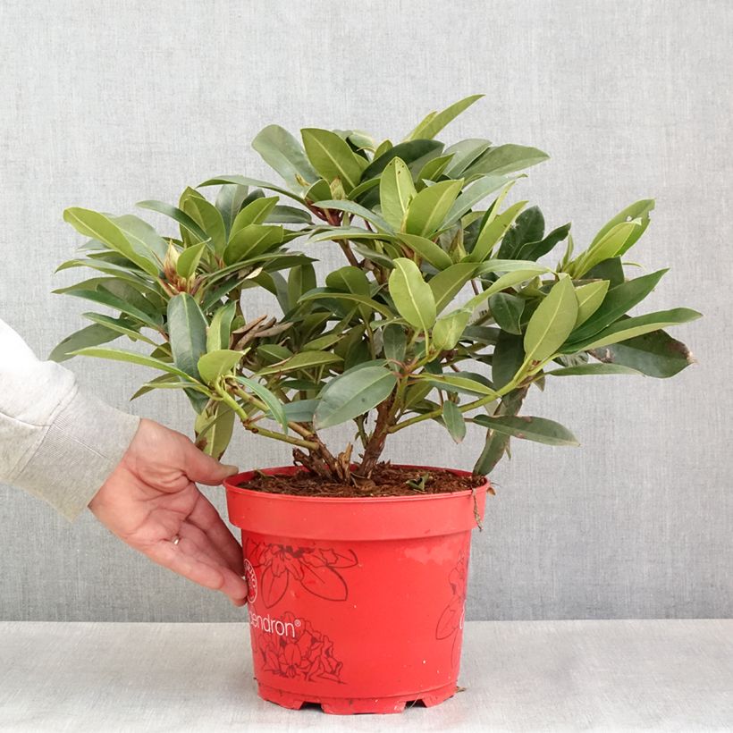 Rhododendron Easydendron INKARHO Pfauenauge Vaso da 4L/5L esemplare consegnato in primavera