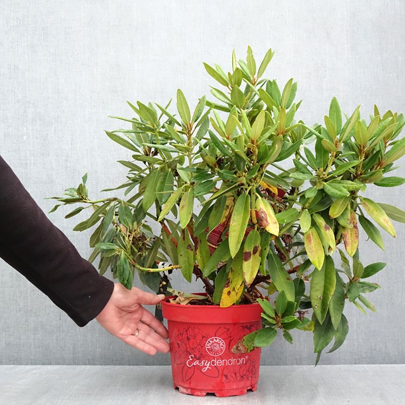 Esemplare di Rhododendron Easydendron INKARHO Rabatz Vaso da 4L/5L come consegnato in autunno