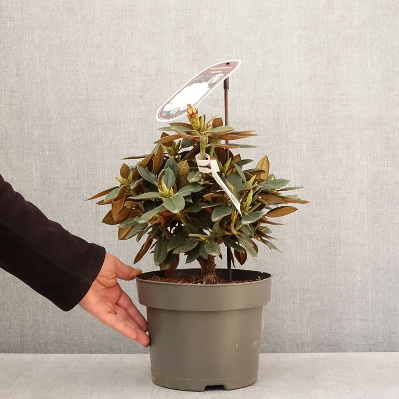 Rhododendron Easydendron INKARHO Rusty Dane Vaso da 4L/5L esemplare consegnato in primavera
