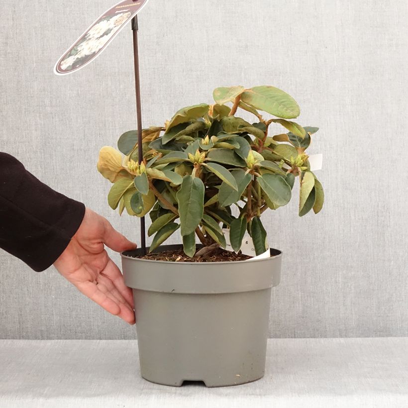 Rhododendron Easydendron INKARHO Special Dane Vaso da 4L/5L esemplare consegnato in inverno