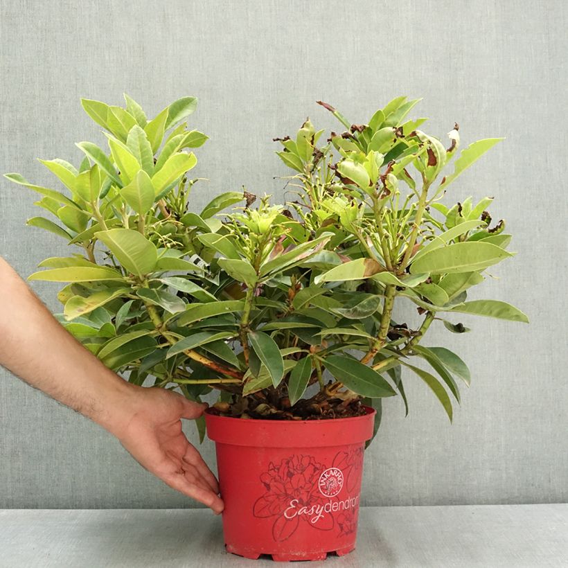 Esemplare di Rhododendron hybride Inkarho Diderk Pot de 4L/5L consegnato in estate