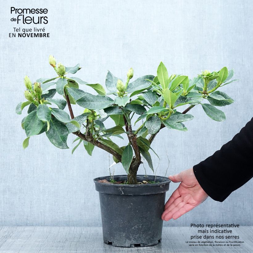 Esemplare di Rhododendron Janet Ward Vaso da 4L/5L come consegnato in autunno
