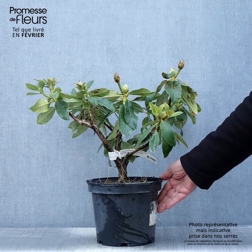 Rhododendron Janet Ward Vaso da 4L/5L esemplare consegnato in inverno
