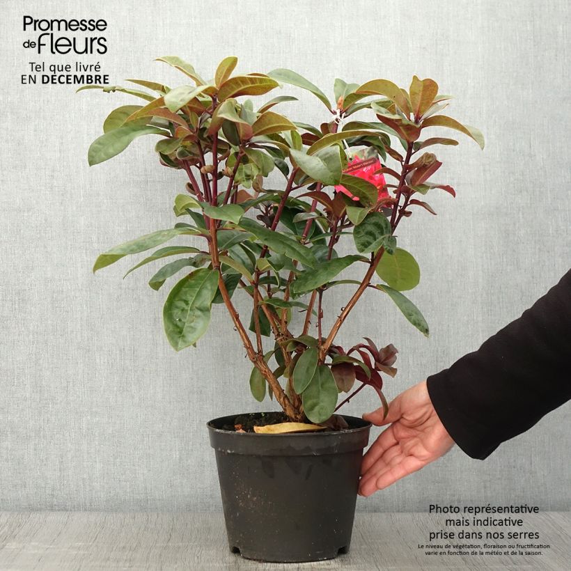 Esemplare di Rhododendron Moser's Maroon Vaso da 4L/5L come consegnato in autunno