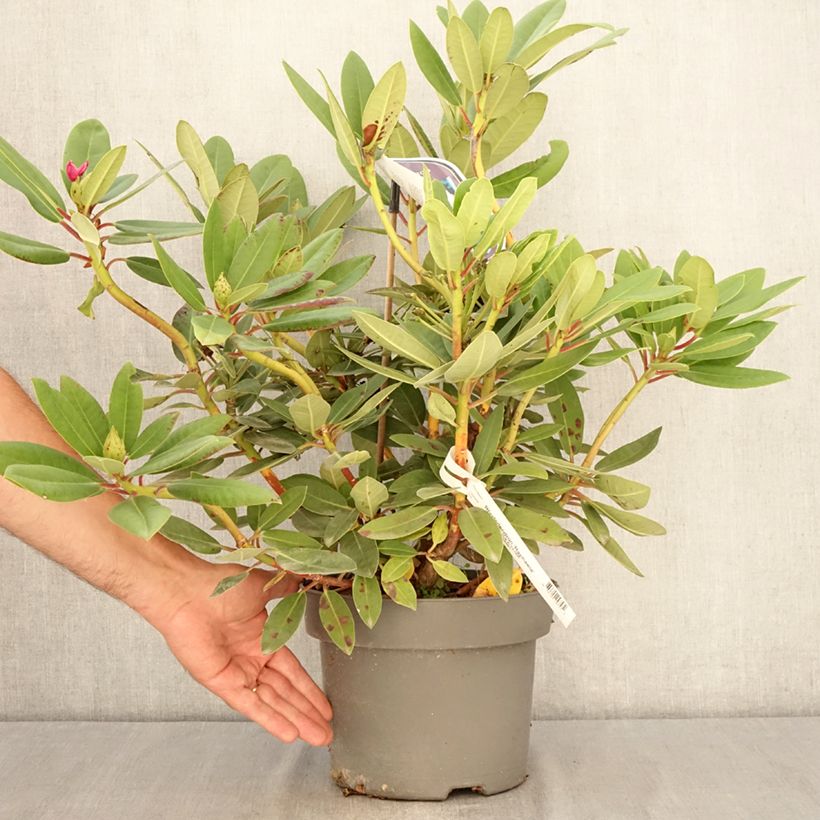 Esemplare di Rhododendron Raphaela Vaso da 4L/5L consegnato in estate