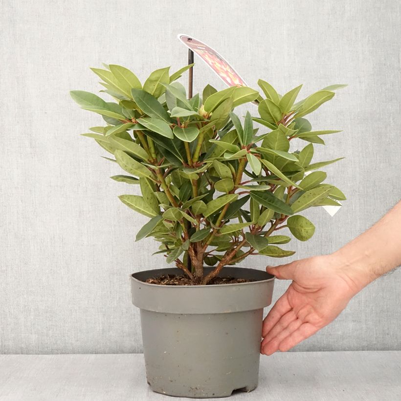 Rhododendron Raphaela Vaso da 4L/5L esemplare consegnato in primavera
