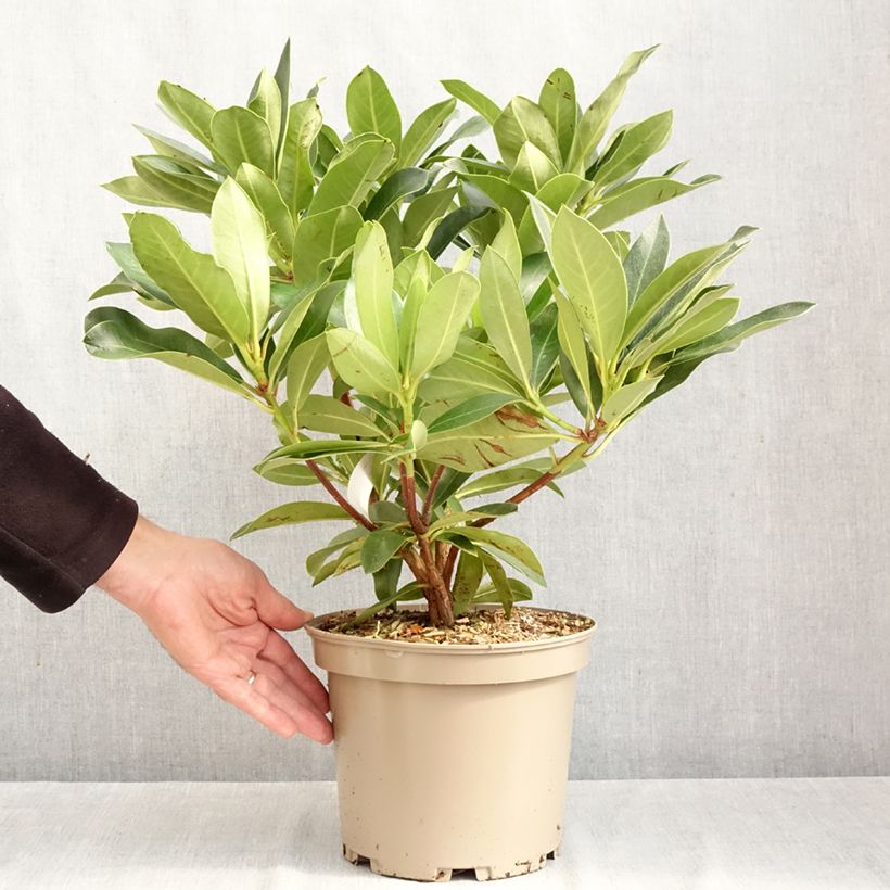 Esemplare di Rhododendron Rwain Vaso da 4L/5L come consegnato in autunno
