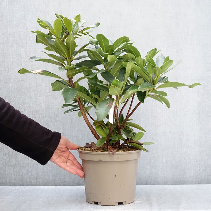 Rhododendron Rwain Vaso da 4L/5L esemplare consegnato in inverno