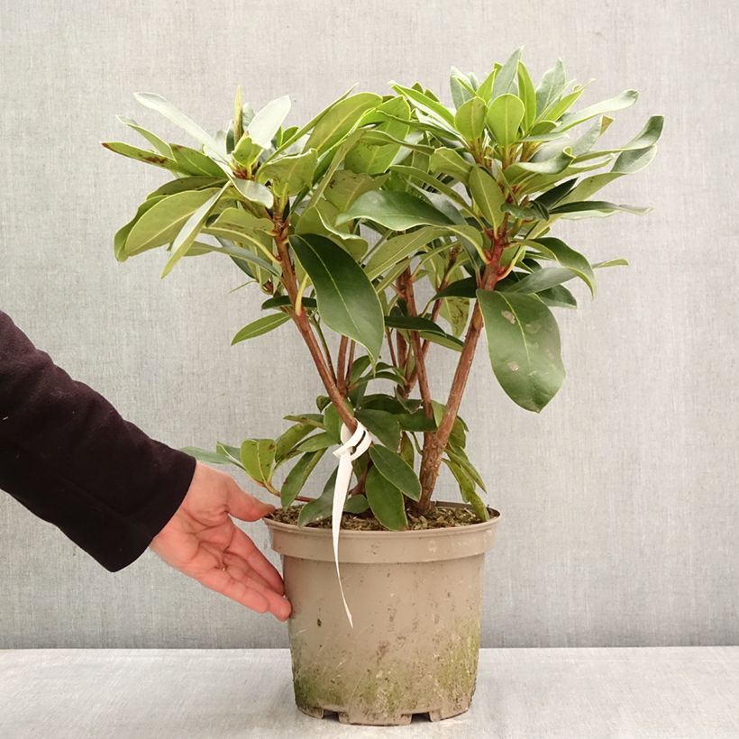 Rhododendron Rwain Vaso da 4L/5L esemplare consegnato in primavera
