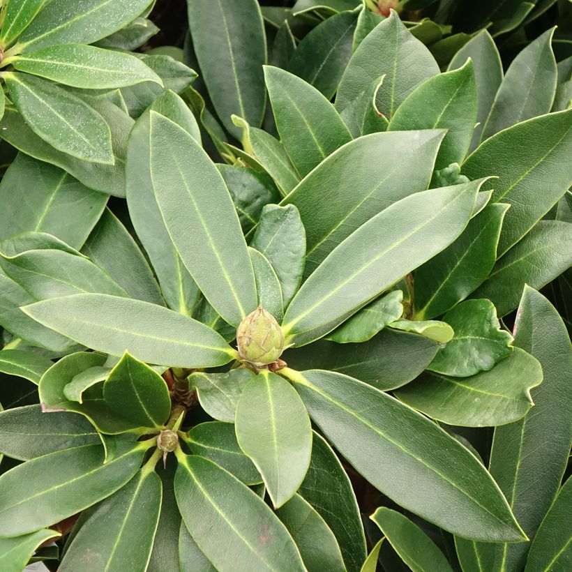 Rhododendron Rwain (Fogliame)