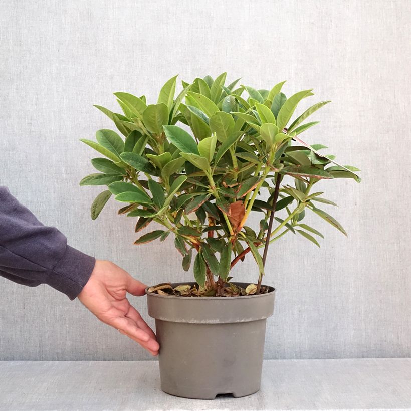 Esemplare di Rhododendron Sun Fire Vaso da 4L/5L come consegnato in autunno