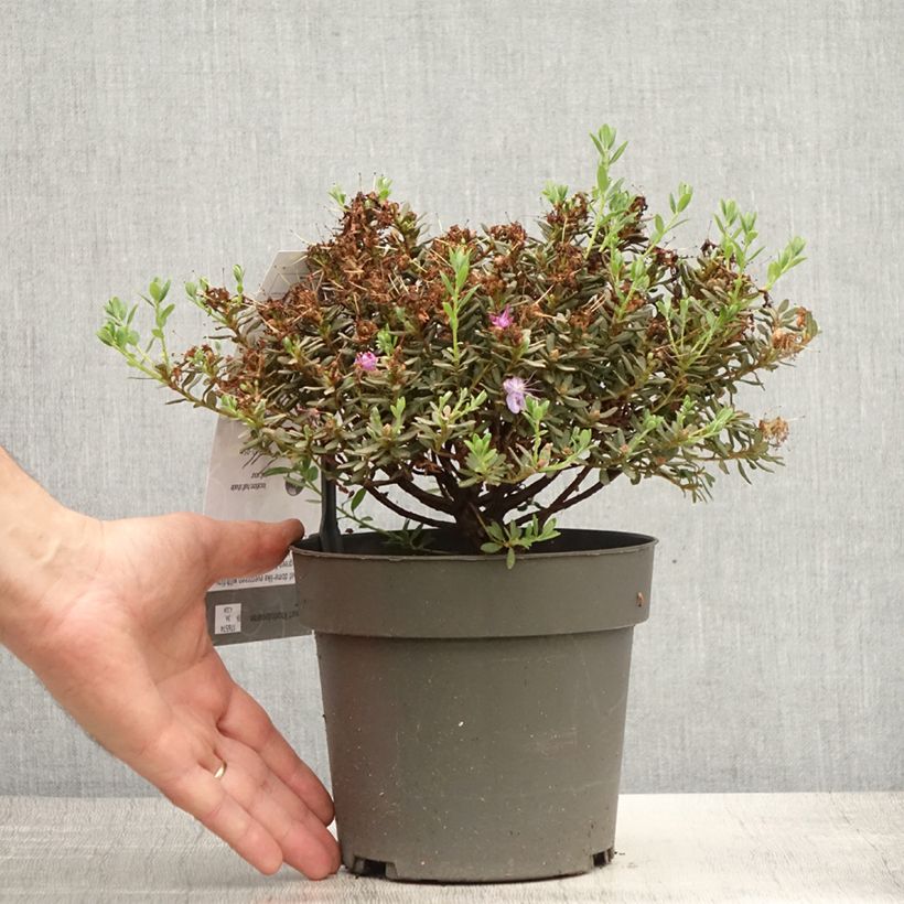 Esemplare di Rhododendron Rhododendron impeditum Vaso da 2L/3L consegnato in estate