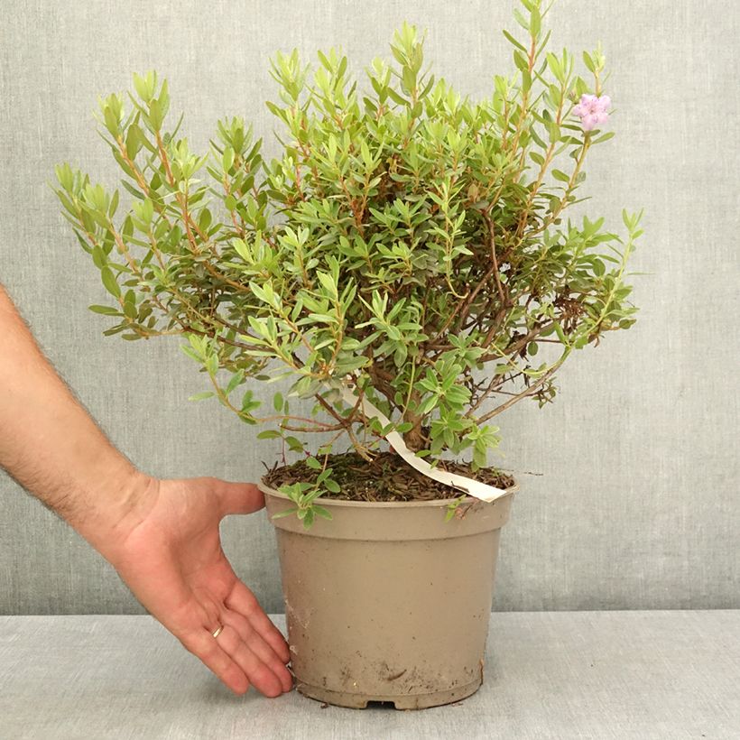 Esemplare di Rhododendron impeditum Select Vaso da 4L/5L consegnato in estate