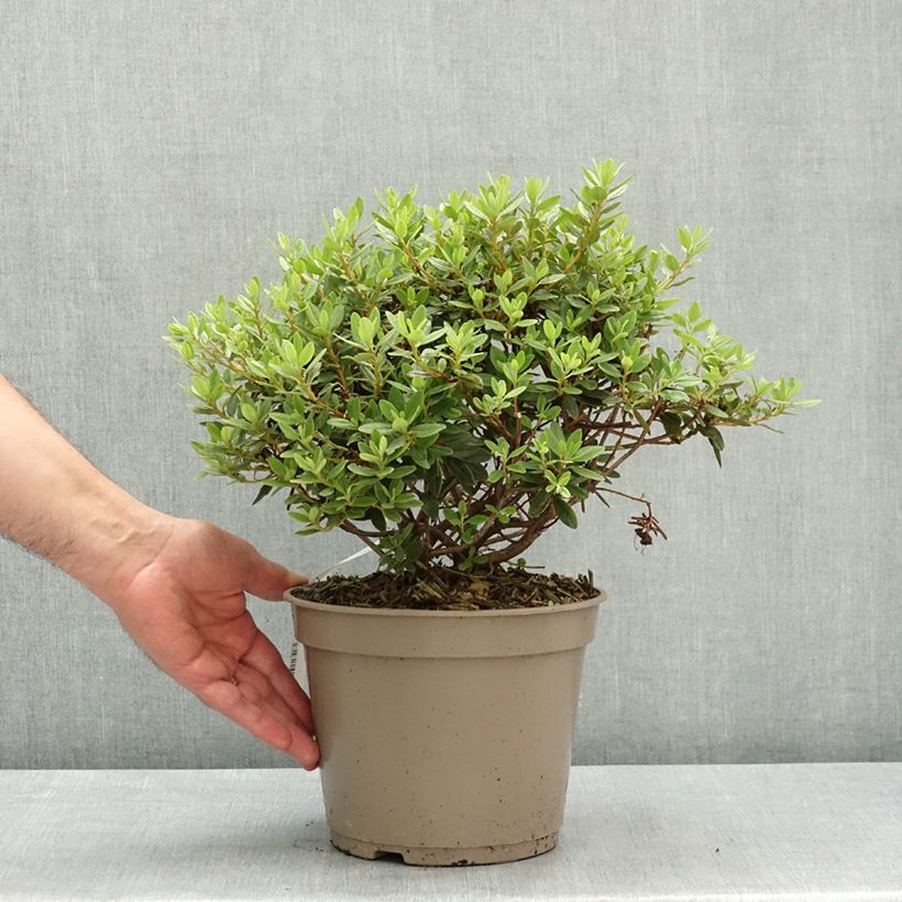 Rhododendron impeditum Select Vaso da 4L/5L esemplare consegnato in primavera