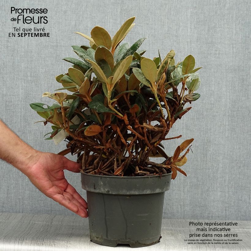 Esemplare di Rhododendron INKARHO Bellini Vaso da 4L/5L come consegnato in autunno