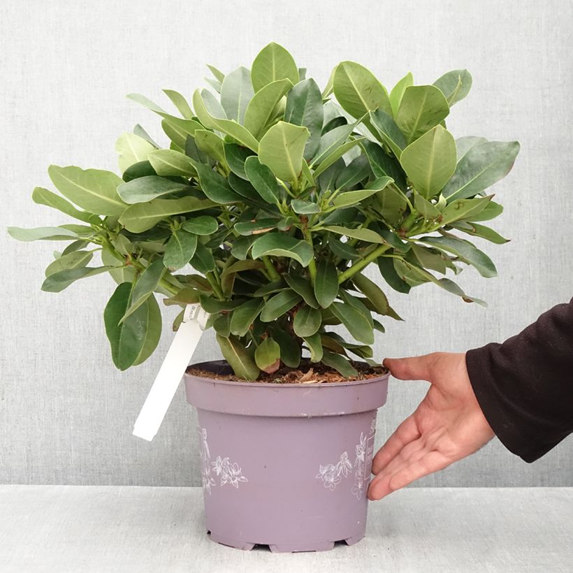 Esemplare di Rhododendron INKARHO Lila Dufthecke Vaso da 4L/5L come consegnato in autunno