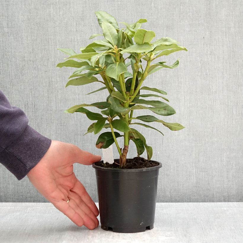 Rhododendron INKARHO Nova Zembla Vaso da Ø 12 cm / 13 cm esemplare consegnato in primavera