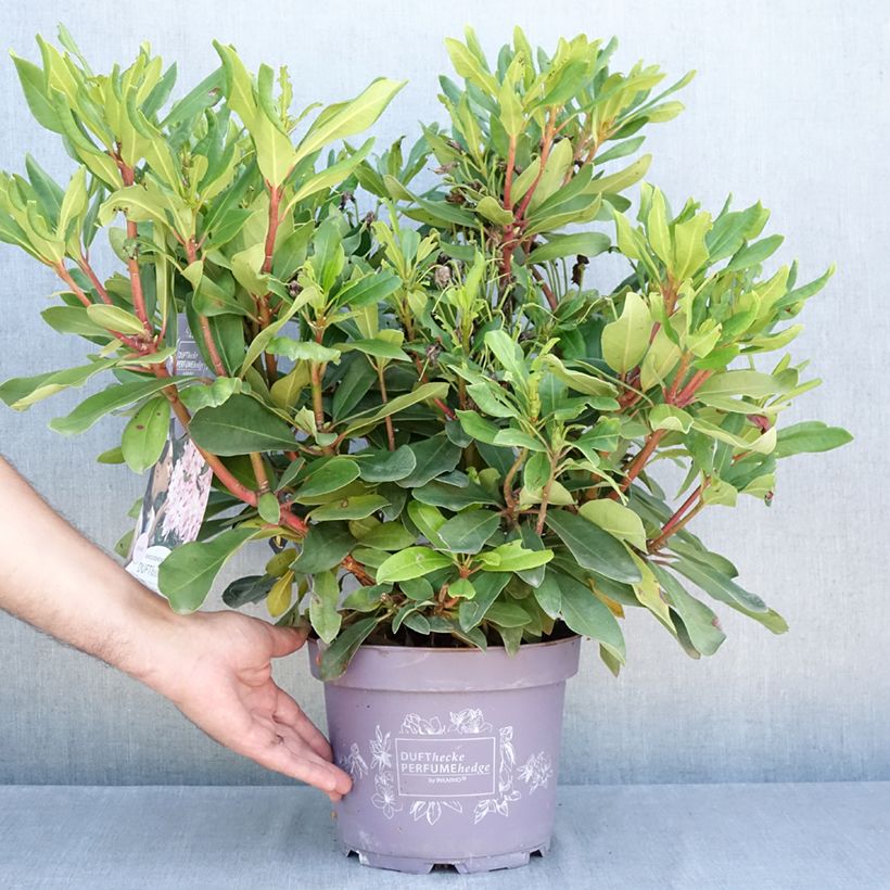 Esemplare di Rhododendron INKARHO Rosa Dufthecke Vaso da 4L/5L consegnato in estate