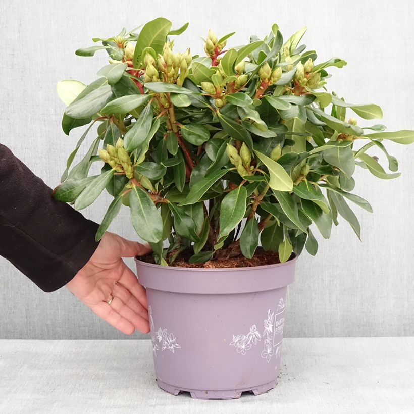 Rhododendron INKARHO Rosa Dufthecke Vaso da 4L/5L esemplare consegnato in inverno