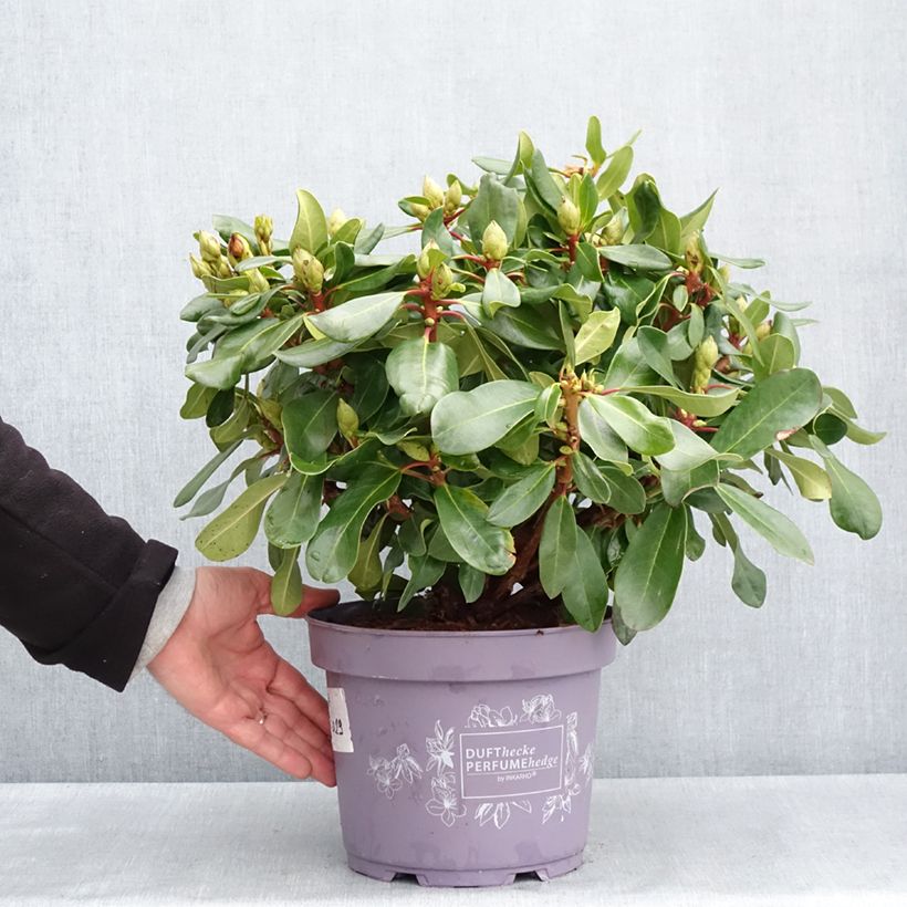 Rhododendron INKARHO Rosa Dufthecke Vaso da 4L/5L esemplare consegnato in primavera