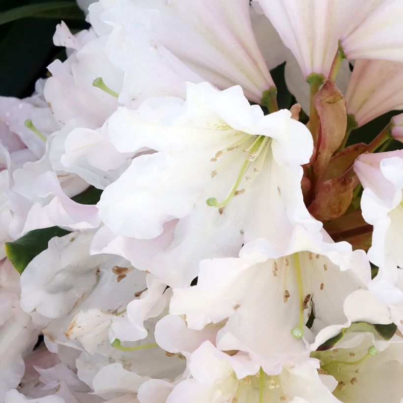 Rhododendron INKARHO Weiße Dufthecke (Fioritura)