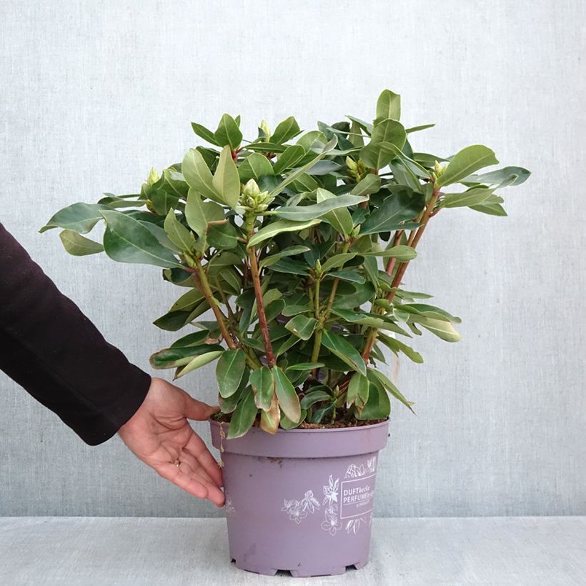 Esemplare di Rhododendron INKARHO Weiße Dufthecke Vaso da 4L/5L come consegnato in autunno