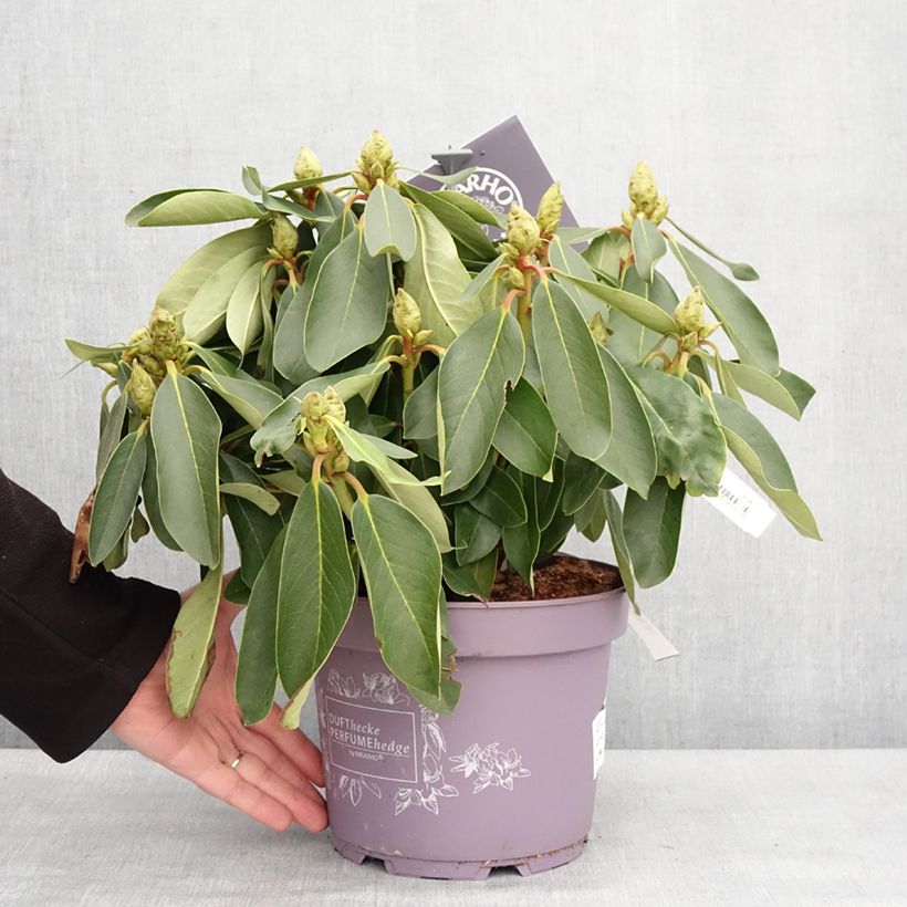 Rhododendron INKARHO Weiße Dufthecke Vaso da 4L/5L esemplare consegnato in inverno