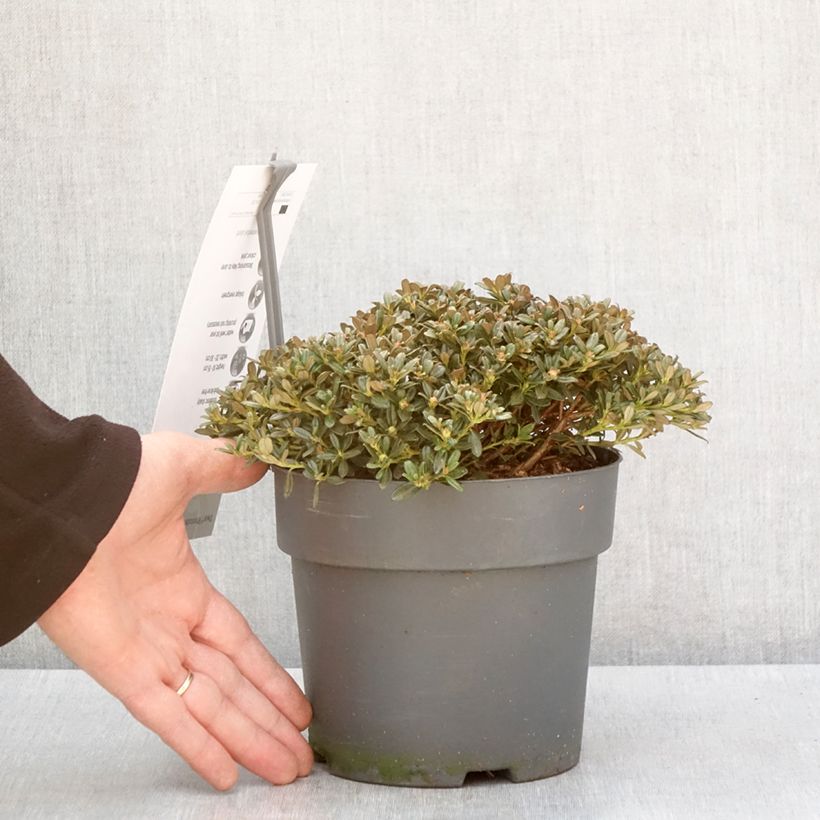 Rhododendron keleticum Vaso da 2L/3L esemplare consegnato in inverno