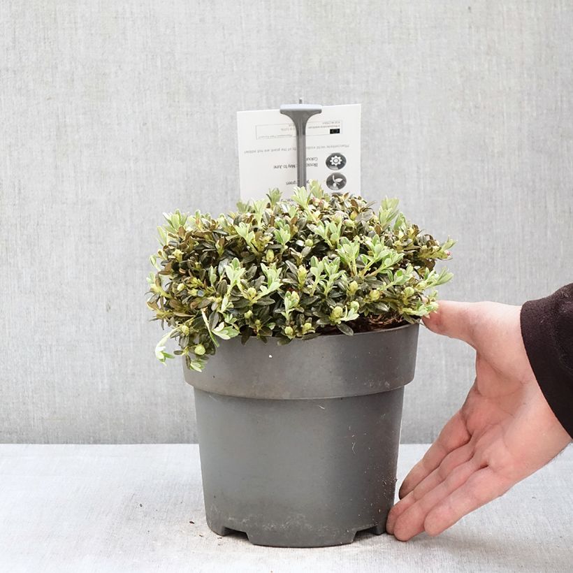 Rhododendron keleticum Vaso da 2L/3L esemplare consegnato in primavera