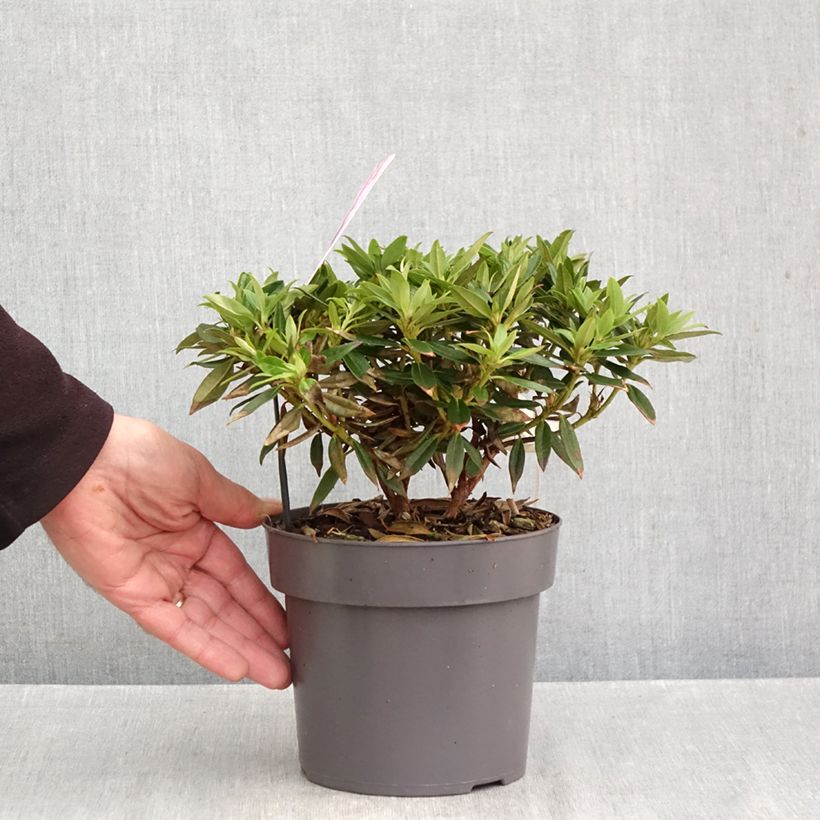 Esemplare di Rhododendron keleticum Robert Seleger Vaso da 2L/3L come consegnato in autunno