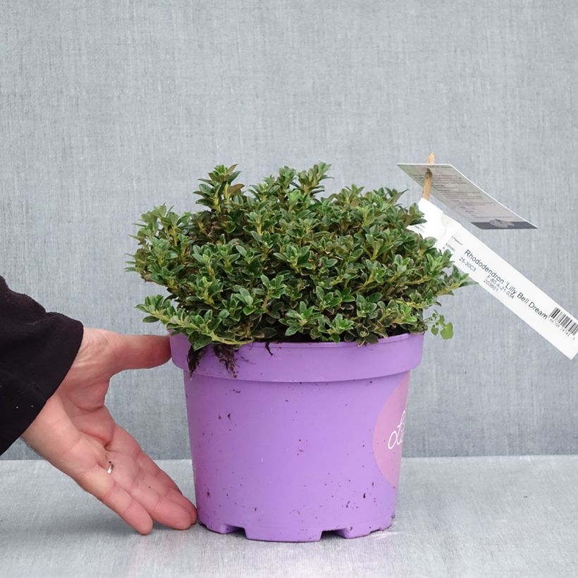Esemplare di Rhododendron keleticum Lilly Bell Dream Vaso da 3L/4L come consegnato in autunno