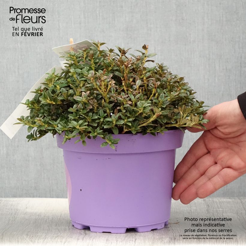 Rhododendron keleticum Lilly Bell Dream Vaso da 3L/4L esemplare consegnato in inverno